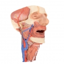 Kopf und Organsäule des Halses