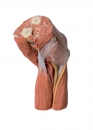 Fossa cubitalis Muskeln, große Nerven und die Arteria brachialis