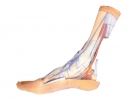 Oberflächliche und tiefe Strukturen des distalen Unterschenkels und des Fußes