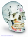 Luxus-Demonstrationsschädel, 10-teilig