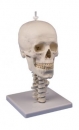 Sch&auml;delmodell, 3-teilig mit Sch&auml;delstativ Halswirbels&auml;ule