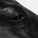 Pferde Simulator 1.0