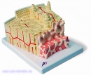 3B MICROanatomy™ Knochenstruktur - 80-fache Vergrößerung