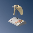Mini-Schultergelenk mit Querschnitt