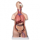 Zweigeschlechtiger Luxus-Torso, 24-teilig