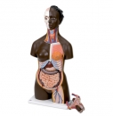Afrikanische Torso, Zweigeschlechtiger, 24-teilig