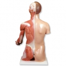 Zweigeschlechtiger Luxus-Torso mit Muskelarm, 33-teilig