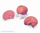 Gehirnmodell für Einsteiger, 2-teilig
