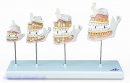 Gebissentwicklung - Modell