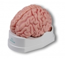 Anatomisches Gehirnmodell, lebensgroß, 5-teilig (C918)