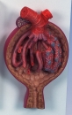 Nierenkörperchen, 700-fache Größe