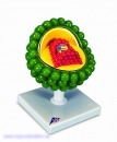AIDS-Virus - Model