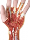 Hand-Struktur-Modell, 3-teilig