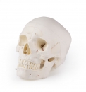 Luxus Demonstrations Schädel, 14-teilig, für erweiterte Studien