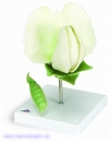 Erbsenblüte (Pisum sativum), Modell