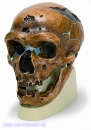 Schädelreplikat Homo neanderthalensis (La Chapelle-aux-Saints 1)