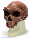 Schädelreplikat Homo rhodesiensis (Broken HillŸ Woodward, 1921)