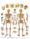 Lehrtafel - Das menschliche Skelett