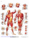 Lehrtafel - Die menschliche Muskulatur