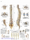 Lehrtafel - Die menschliche Wirbelsäule - Anatomie und Pathologie