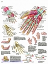 Lehrtafel - Hand und Handgelenk - Anatomie und Pathologie