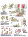 Lehrtafel - Fuß und Fußgelenke - Anatomie und Pathologie