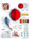 Lehrtafel - Das menschliche Auge