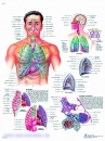 Lehrtafel - Das Atmungssystem