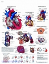 Lehrtafel - Das menschliche Herz - Anatomie und Physiologie