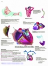 Lehrtafel - Häufige Herzerkrankungen