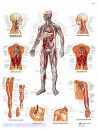 Lehrtafel - Das Gefäßsystem