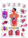 Lehrtafel - Das Verdauungssystem