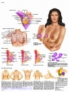 Lehrtafel - Die weibliche Brust - Anatomie, Pathologie und Selbstuntersuchung