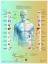 Lehrtafel - Vegetatives Nervensystem