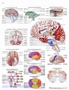 Lehrtafel - Das menschliche Gehirn