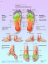 Lehrtafel - Fußreflexzonenmassage