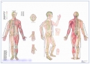 Lehrtafel - Körperakupunktur