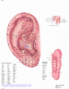 Lehrtafel - Ohrakupunktur