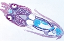 Weichtiere (Mollusca) - Deutsch