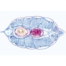 Schädellose Tiere (Cephalochordata) - Deutsch