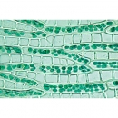 Moospflanzen (Bryophyta) - Deutsch