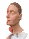 Kopf für Gesichtsinjektionen, halbseitig Muskulatur