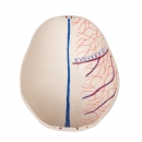 Luxus Demonstrations Kinderschädel; 14-teilig ; für erweiterte Studien