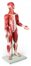 Muskelfigur 30 Teile, 85 cm