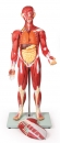 Muskelfigur 30 Teile, 85 cm