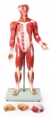 Muskelfigur 30 Teile, 85 cm