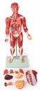 Muskelfigur 30 Teile, 85 cm
