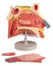 Nasenhöhle, 3 Teile