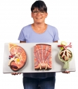 Nierenschnitt, Nephron und Nierenkörperchen