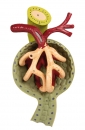 Nierenschnitt, Nephron und Nierenkörperchen